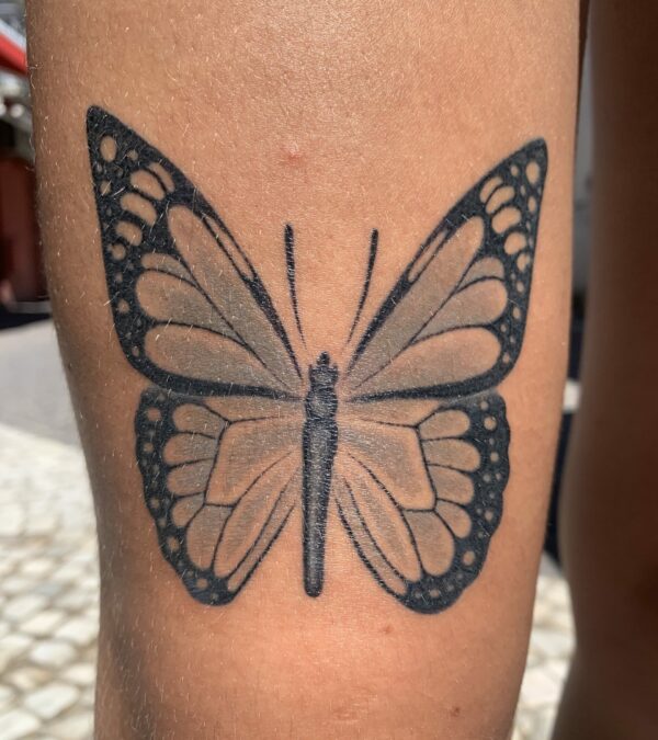 papillon face nuances de gris