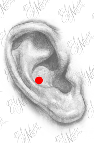 Conch