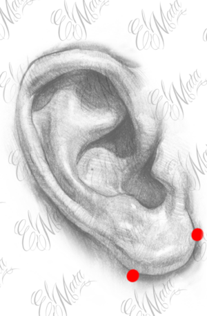 lobe transversal