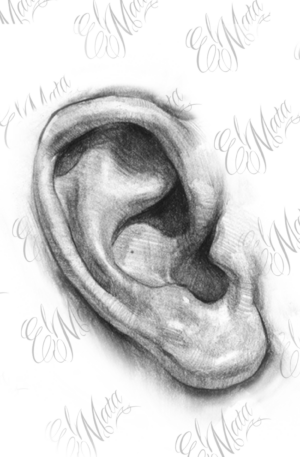 oreille