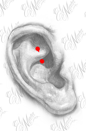 Rook