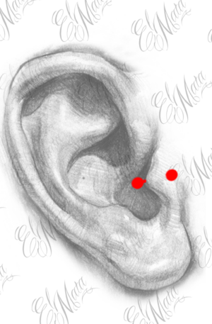 Tragus