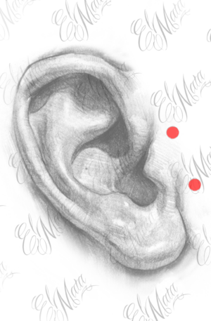 tragus